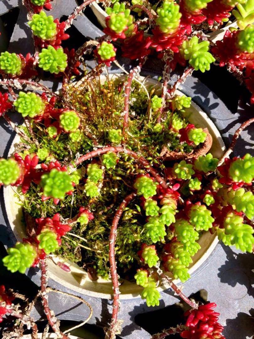 完売　　森で完全野生化！【朧月＊森村万年草】インドの可愛い鉢植え＊大小セットで！