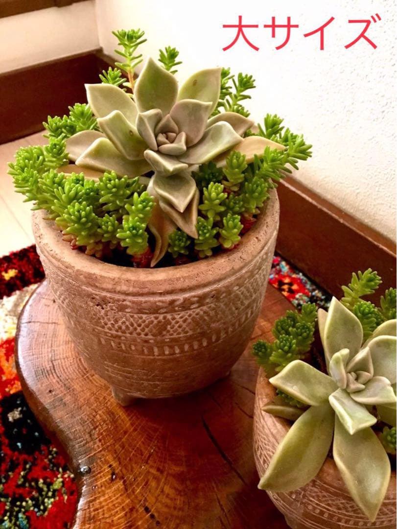 完売　　森で完全野生化！【朧月＊森村万年草】インドの可愛い鉢植え＊大小セットで！