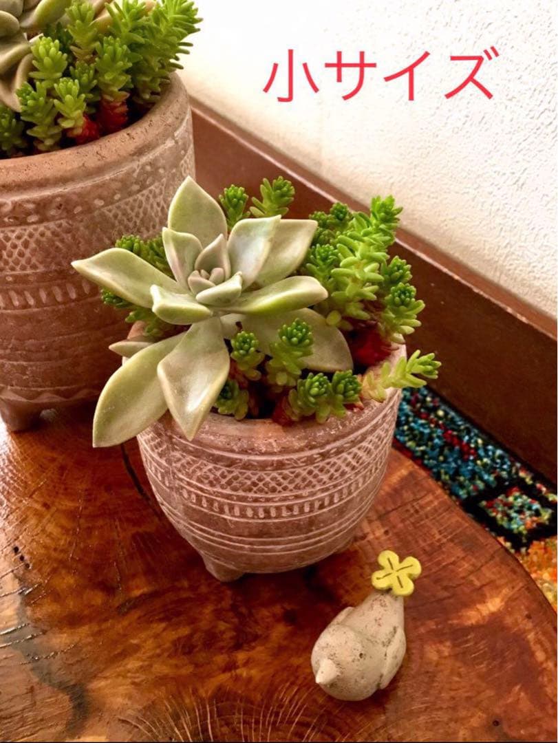 完売　　森で完全野生化！【朧月＊森村万年草】インドの可愛い鉢植え＊大小セットで！