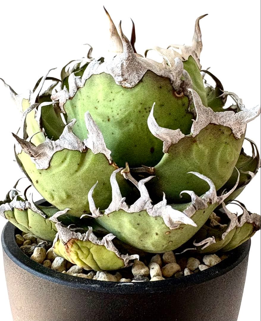 【SSS級、希少株】アガベ　チタノタ　シーザー　コレクション　うねり　陽炎