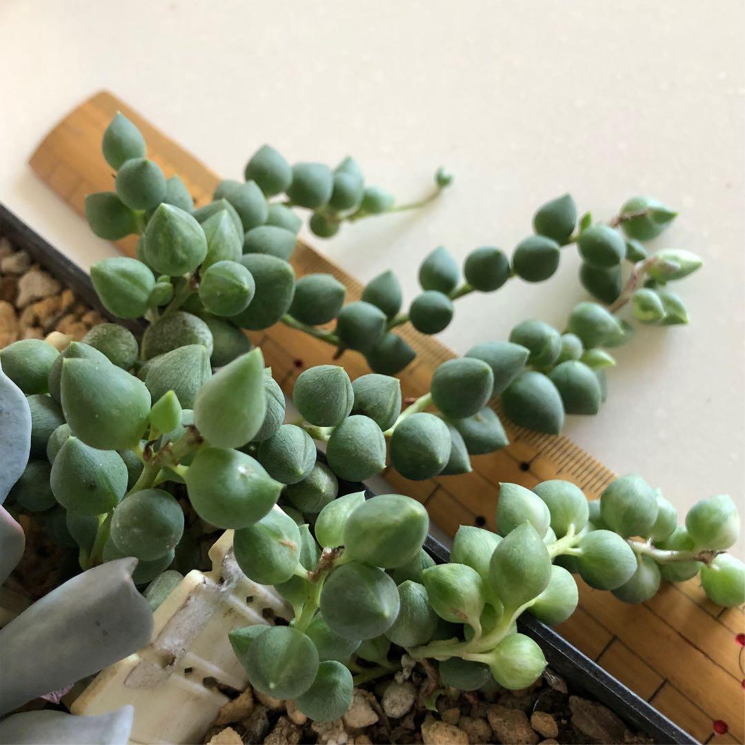多肉植物^o^  エンジェルティアーズ錦