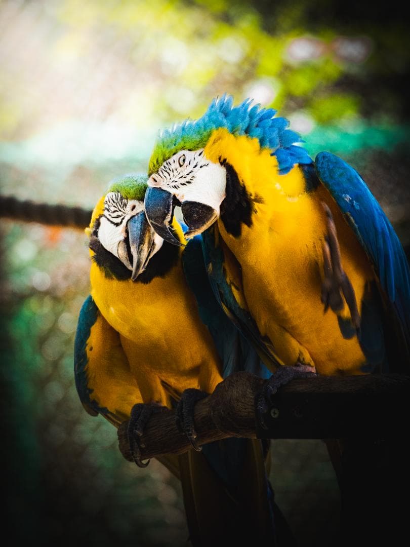 M.zuikoED75-300mm F4.8-F6.7II + 純正フード