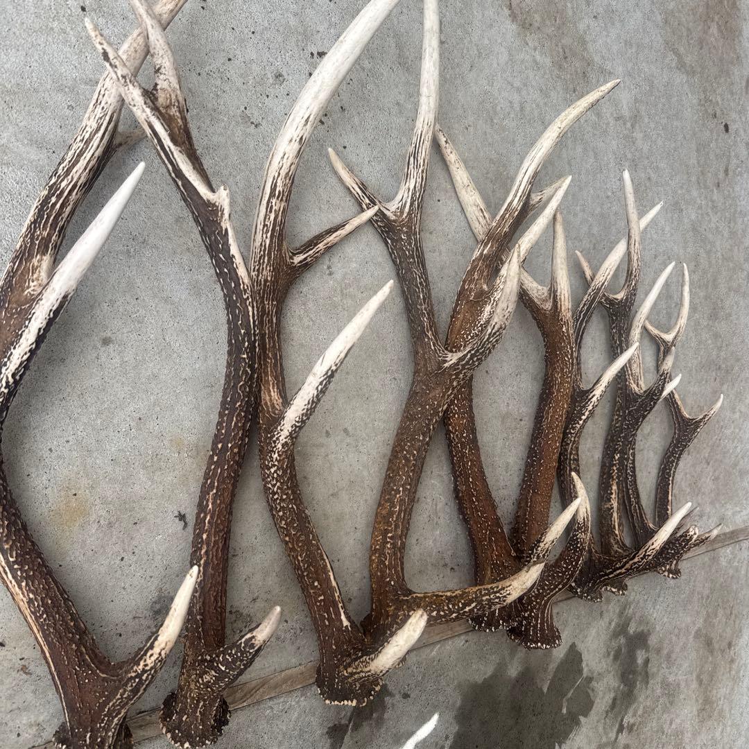 ④鹿の角セット ニホンジカ 10本セット