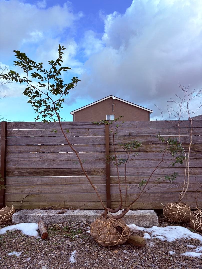 55 天然山採り　ヒサカキ