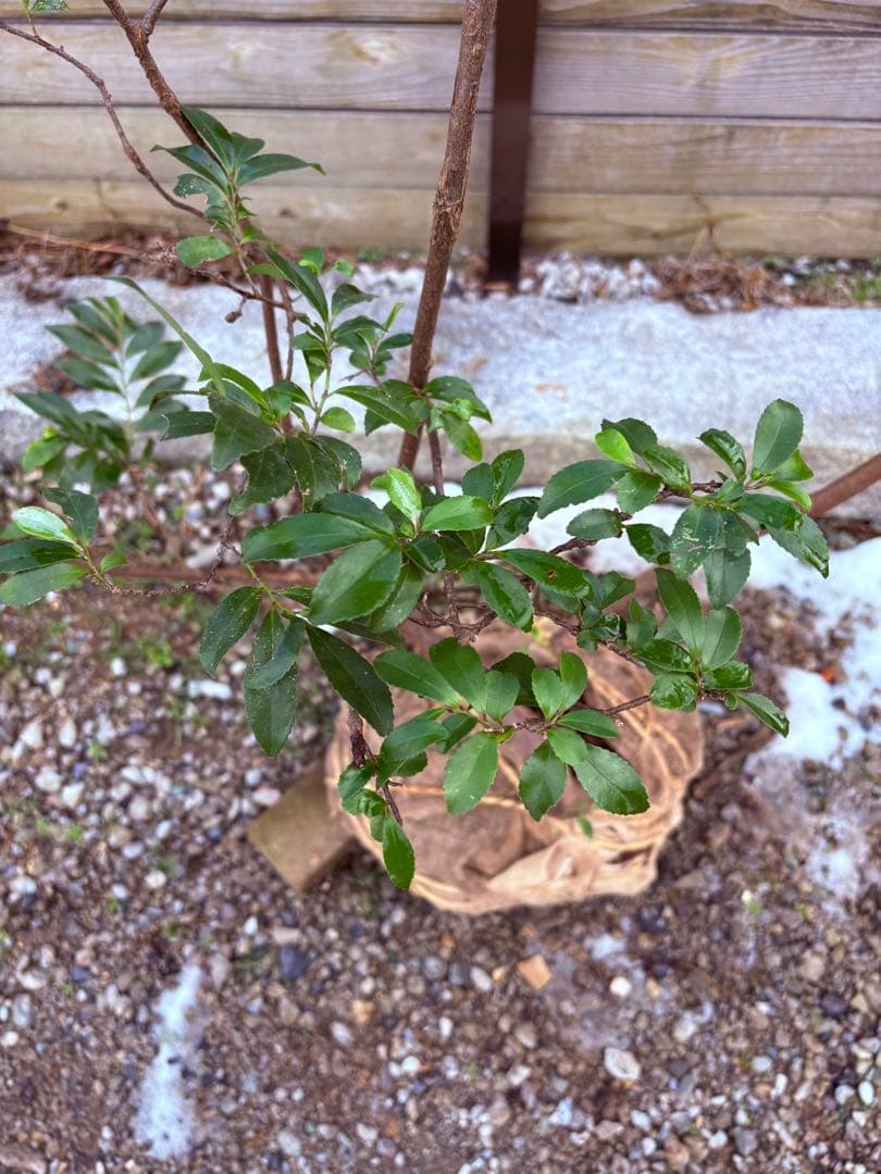 55 天然山採り　ヒサカキ