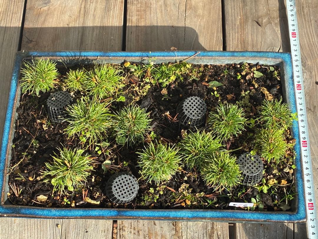 12本セット ★盆栽★ 赤石五葉松　 E-6 ★愛媛県より発送★