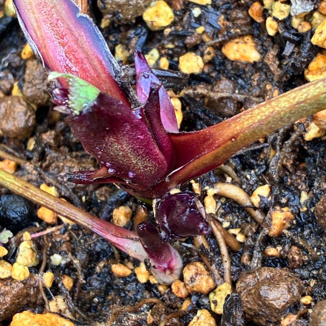 ヒ*ロ様 ☘️逞しい☘️根パンパン❤️沢山新芽❤️3202⭐️透明感ピンク⭐️ダ