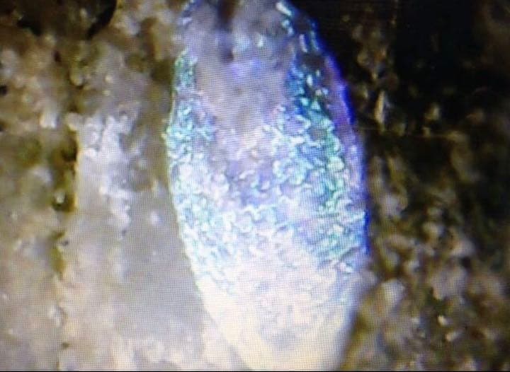 認証コード:ijs00002071 日本真玉 鉱物 原石 エネルギー波動石