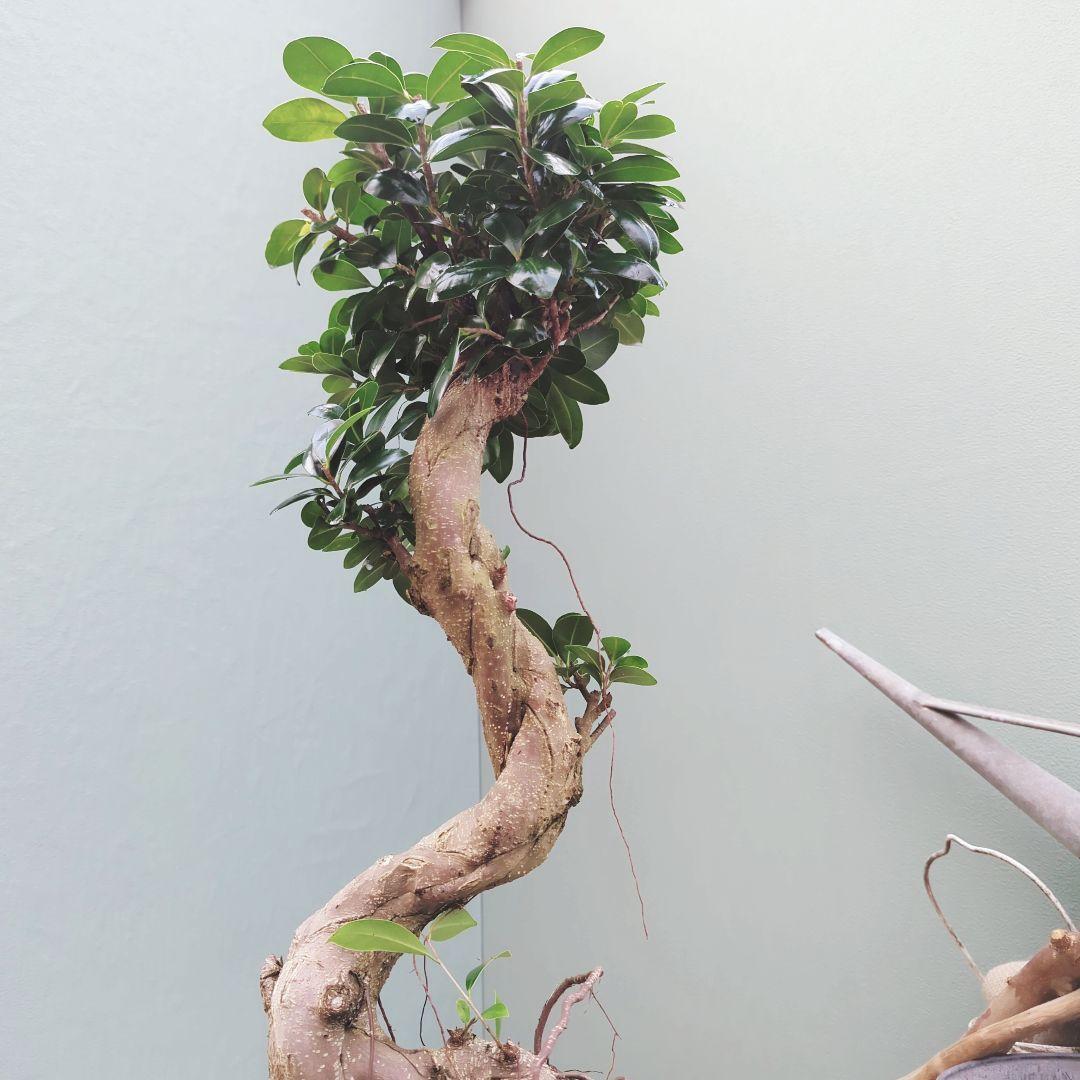 【現品】曲がり 昇り龍 ガジュマル 縁起物 白 ロングポット７