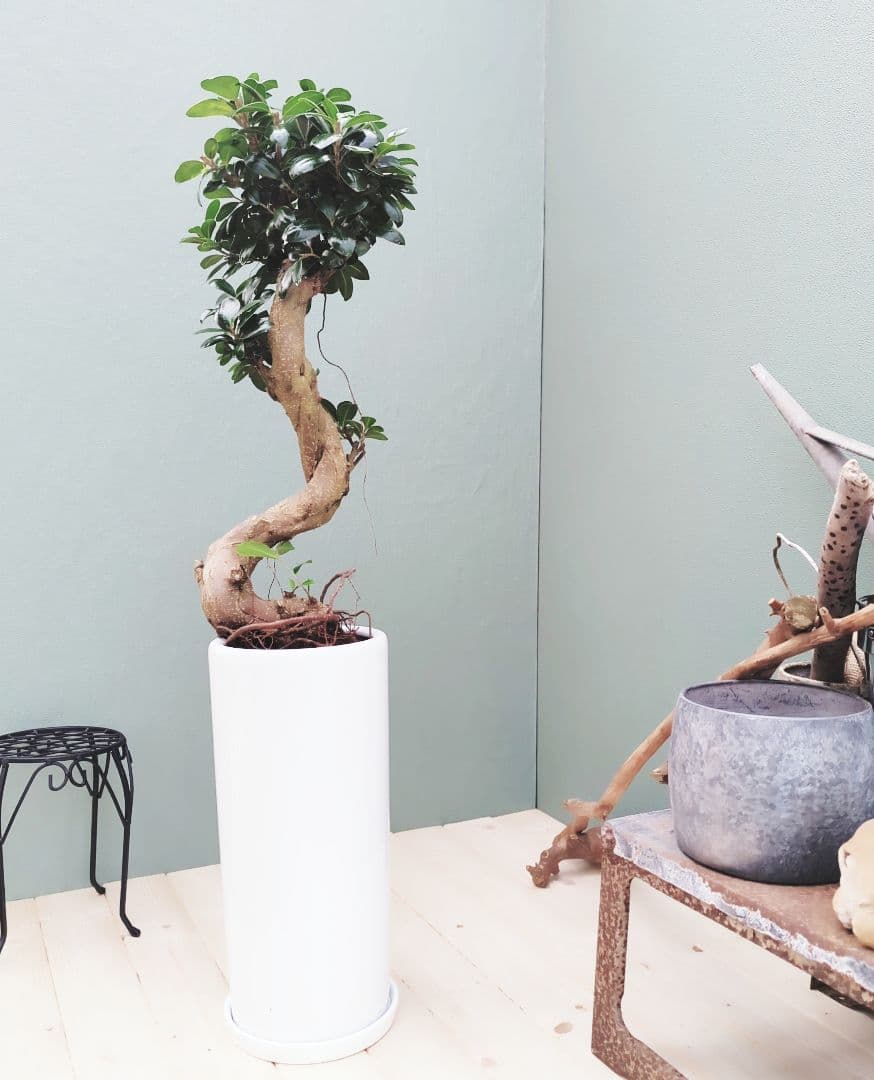 【現品】曲がり 昇り龍 ガジュマル 縁起物 白 ロングポット７