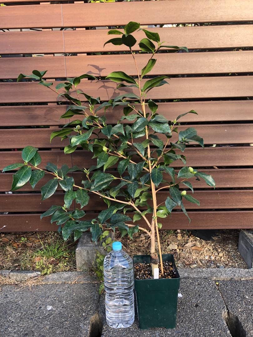 浦風　接木苗　椿　鉢底約100cm