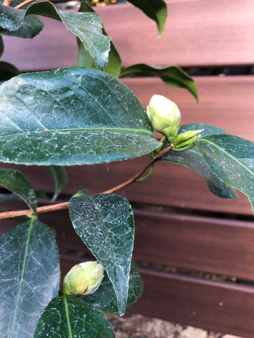 浦風　接木苗　椿　鉢底約100cm