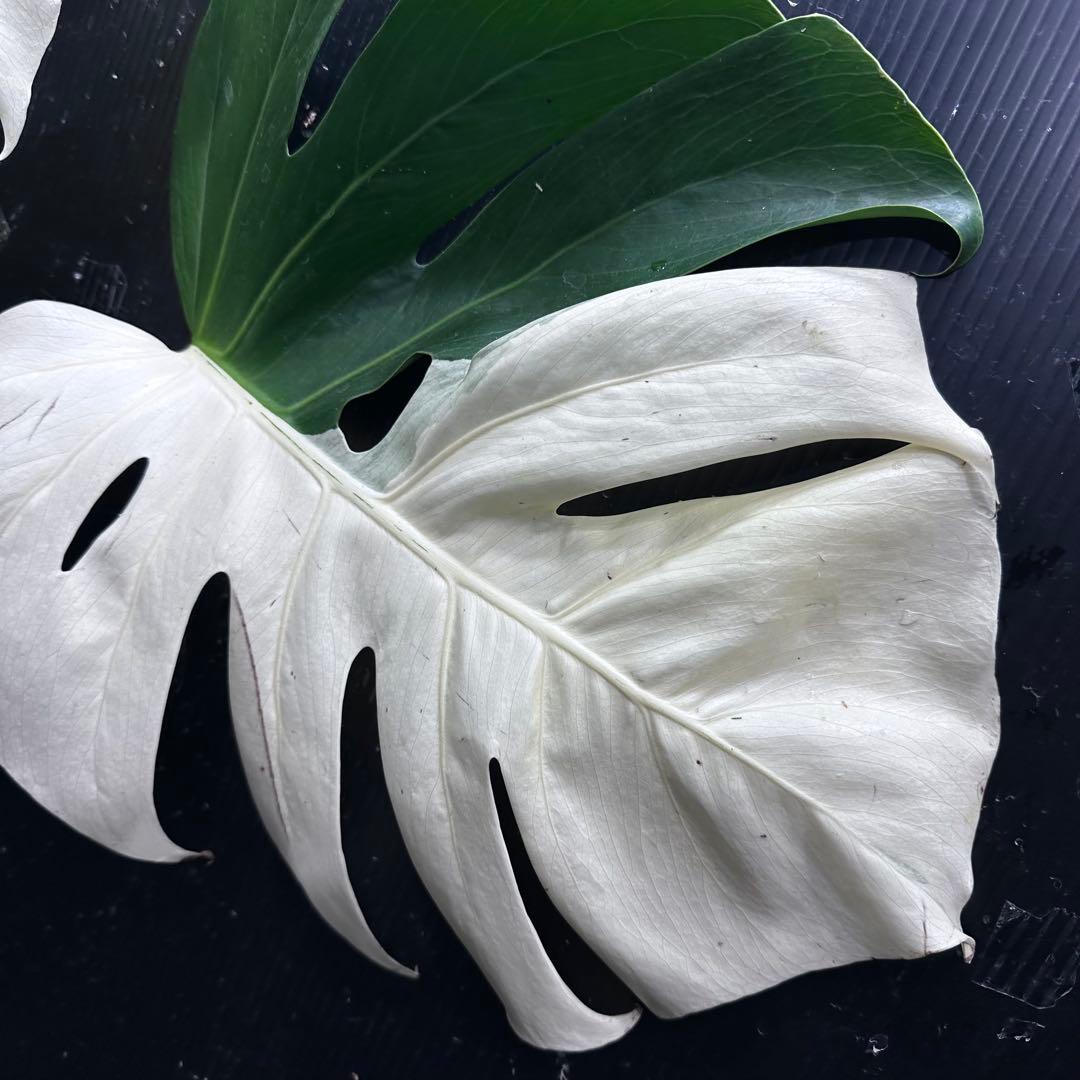 H*e様 モンステラ斑入りハーフムーンホワイトタイガー極美斑入り　　 72cm