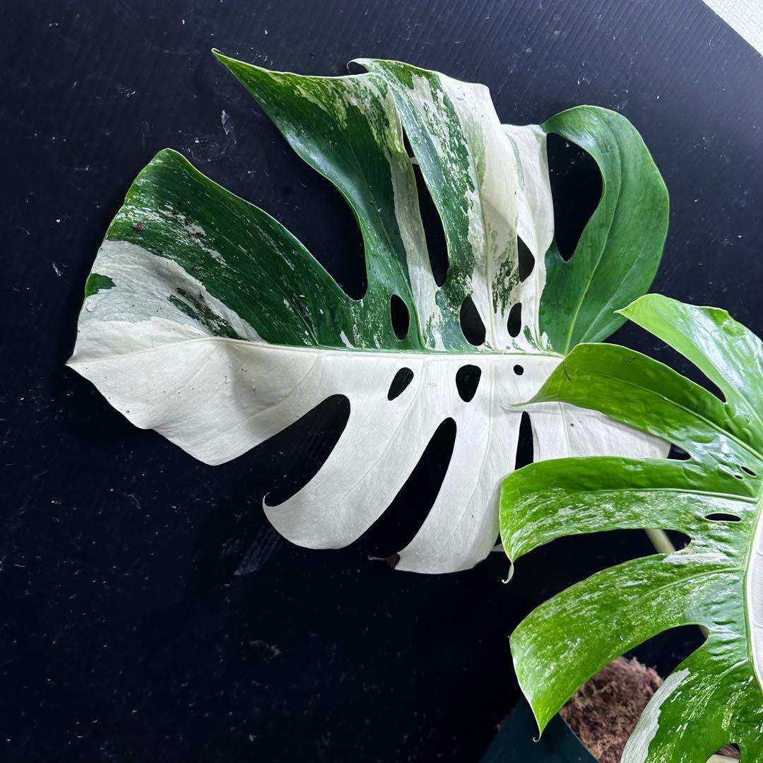 H*e様 モンステラ斑入りハーフムーンホワイトタイガー極美斑入り　　 72cm