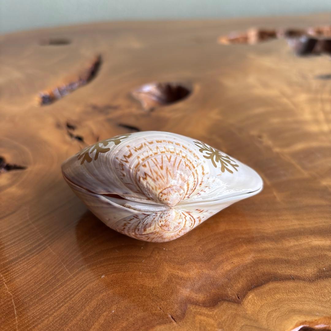 海松絵 蛤香合 茶道具 共箱