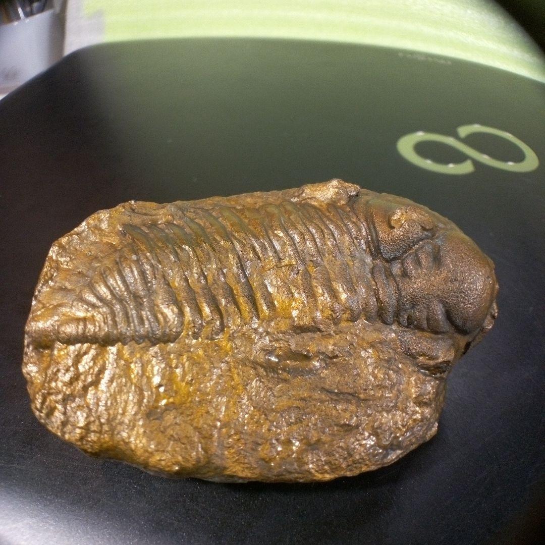 三葉虫　化石　fossil　ボリビア産　レア　Fossil管理③