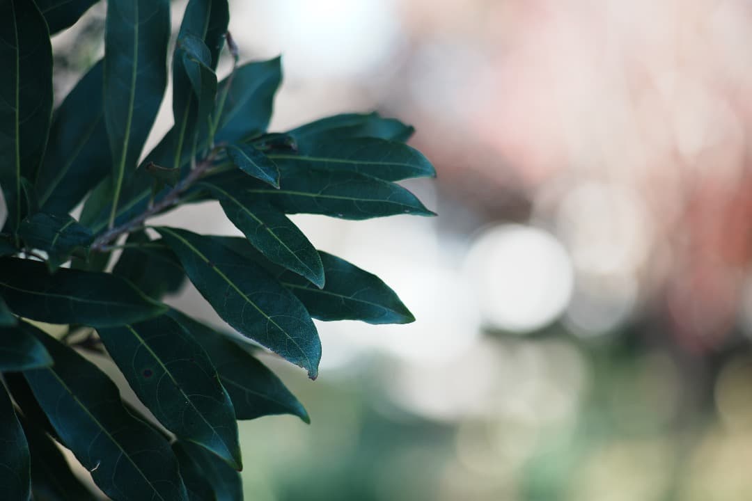 【整備＆テスト済】Nikon SERIES E 100mm F2.8 873