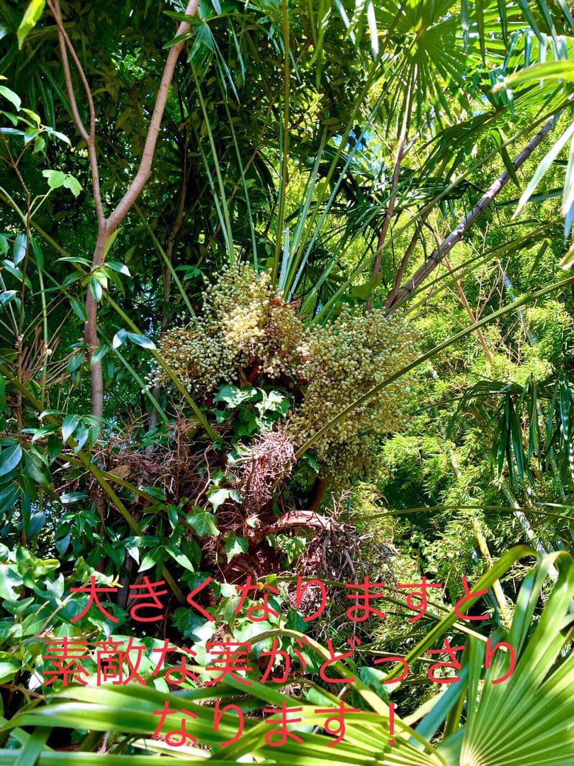 完売　天然＊野生のシュロの木/シュロの大木/棕櫚の木/苗木