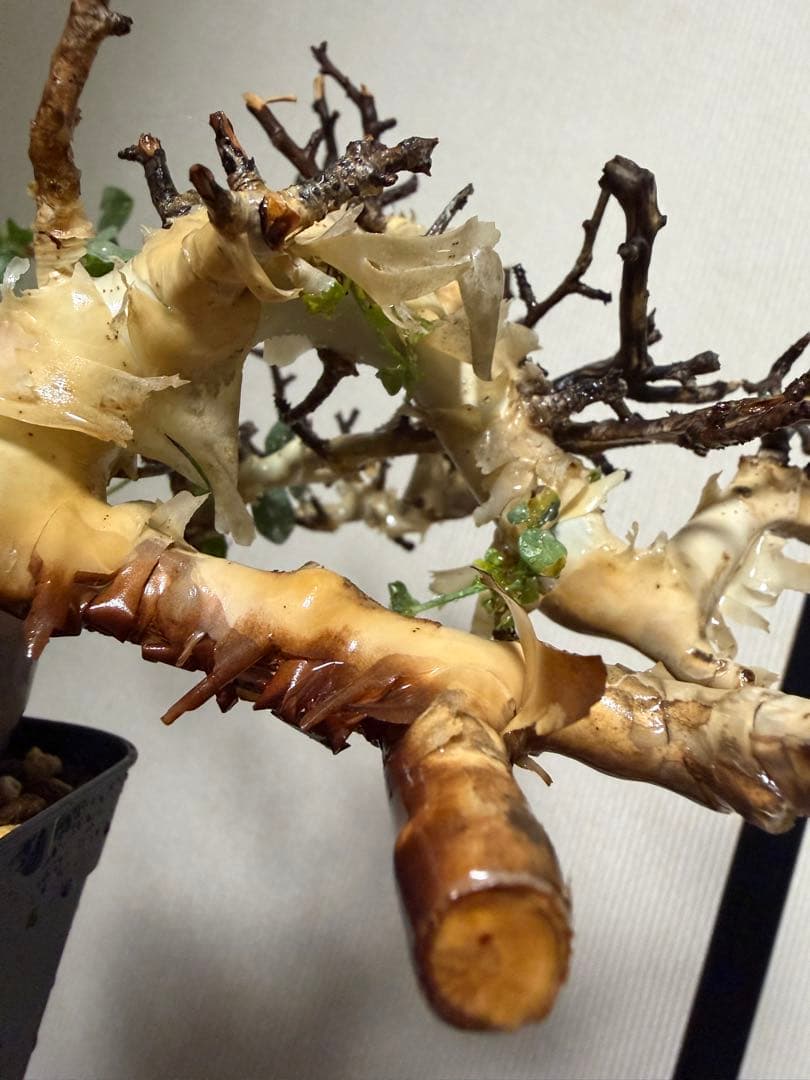 コミフォラ　カタフ　ピュア