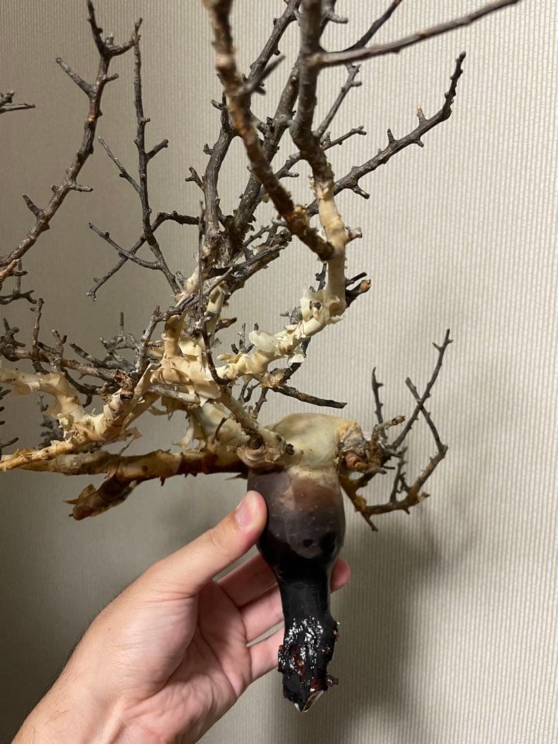 コミフォラ　カタフ　ピュア