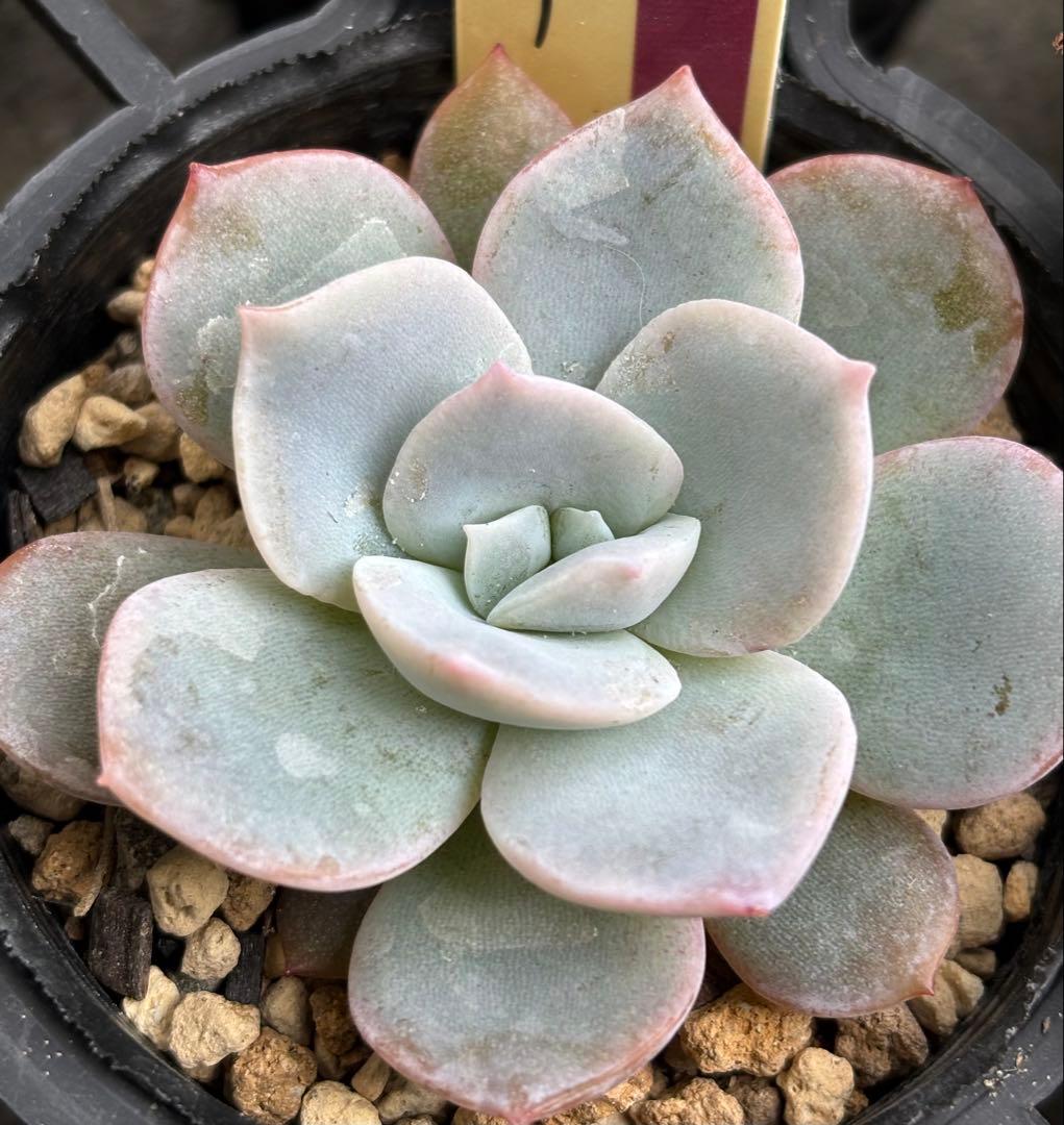 ミックスベリア 6種類 札付き②(1月6日撮影)