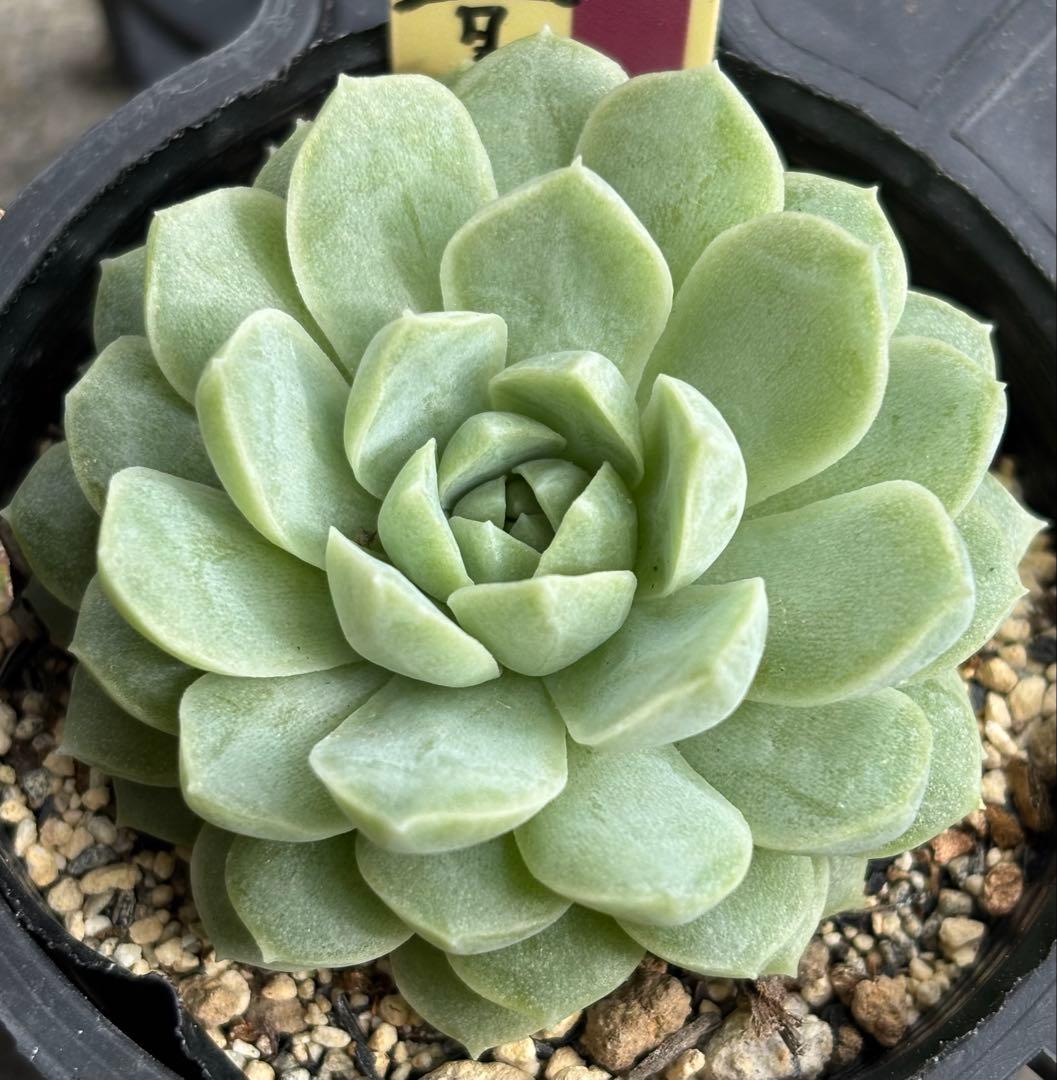 ミックスベリア 6種類 札付き②(1月6日撮影)