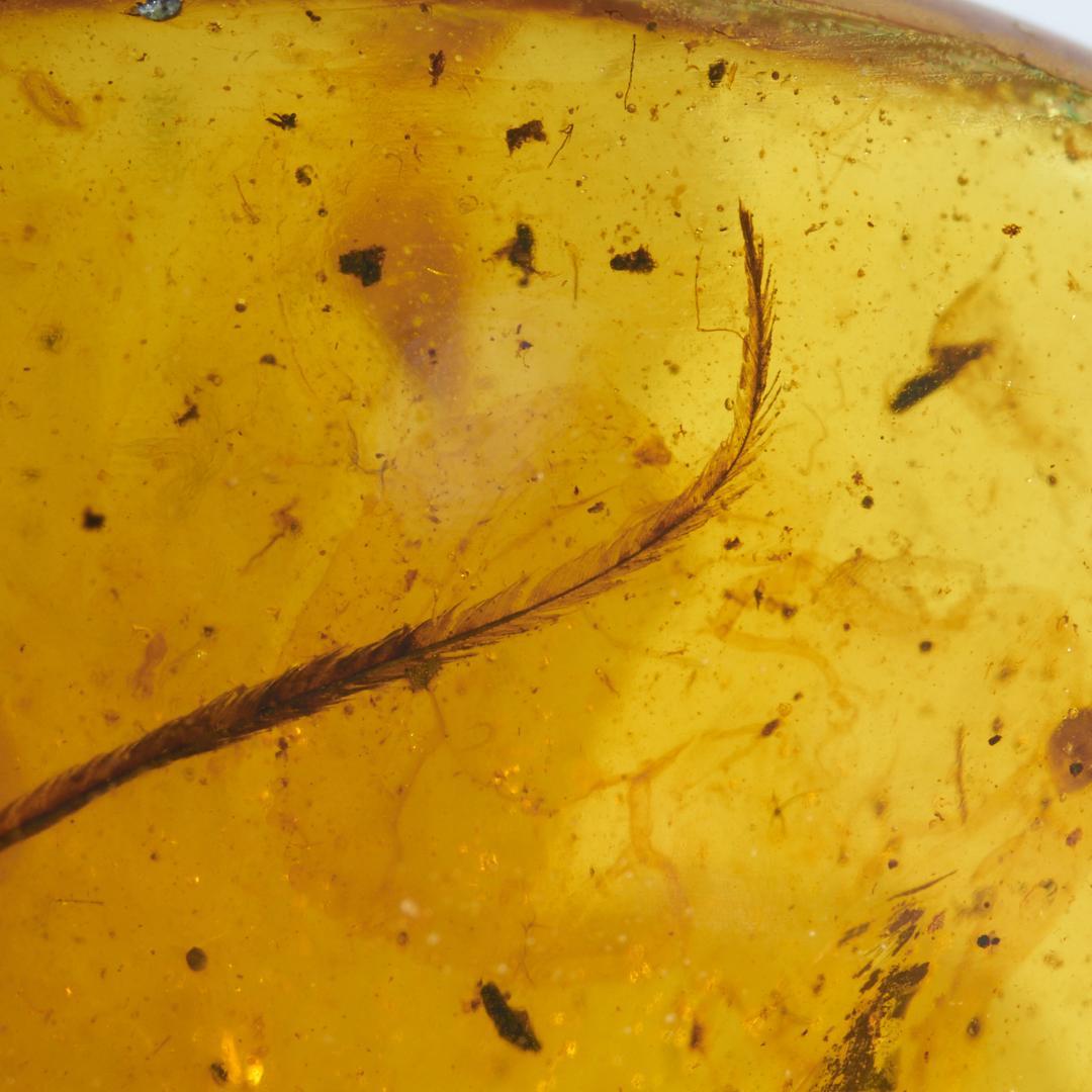 レア極上品 pa0012虫入り琥珀化石　ミャンマーカムティかタナイ9900万年前