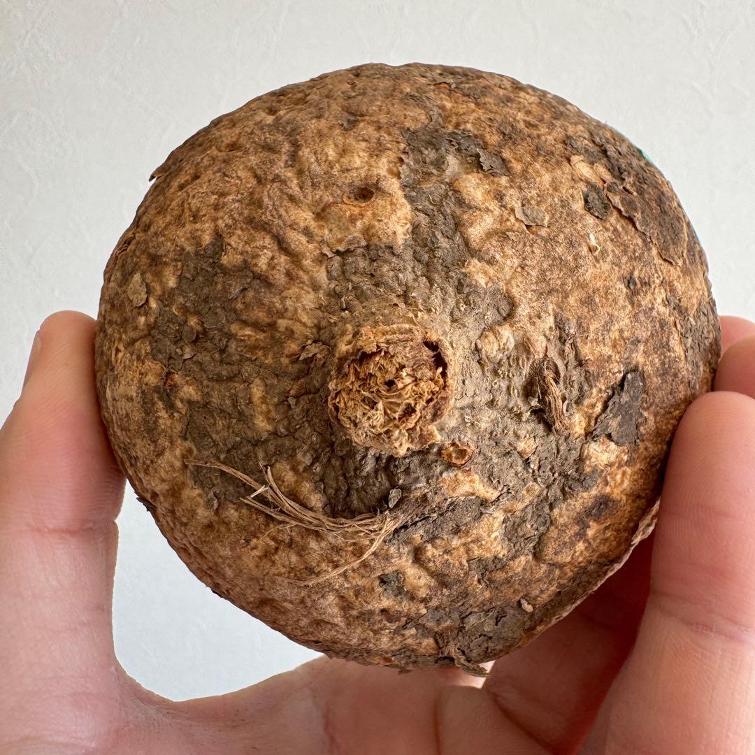 12.アデニア・オバタ 輸入直後ベアルート株　Adenia Ovata