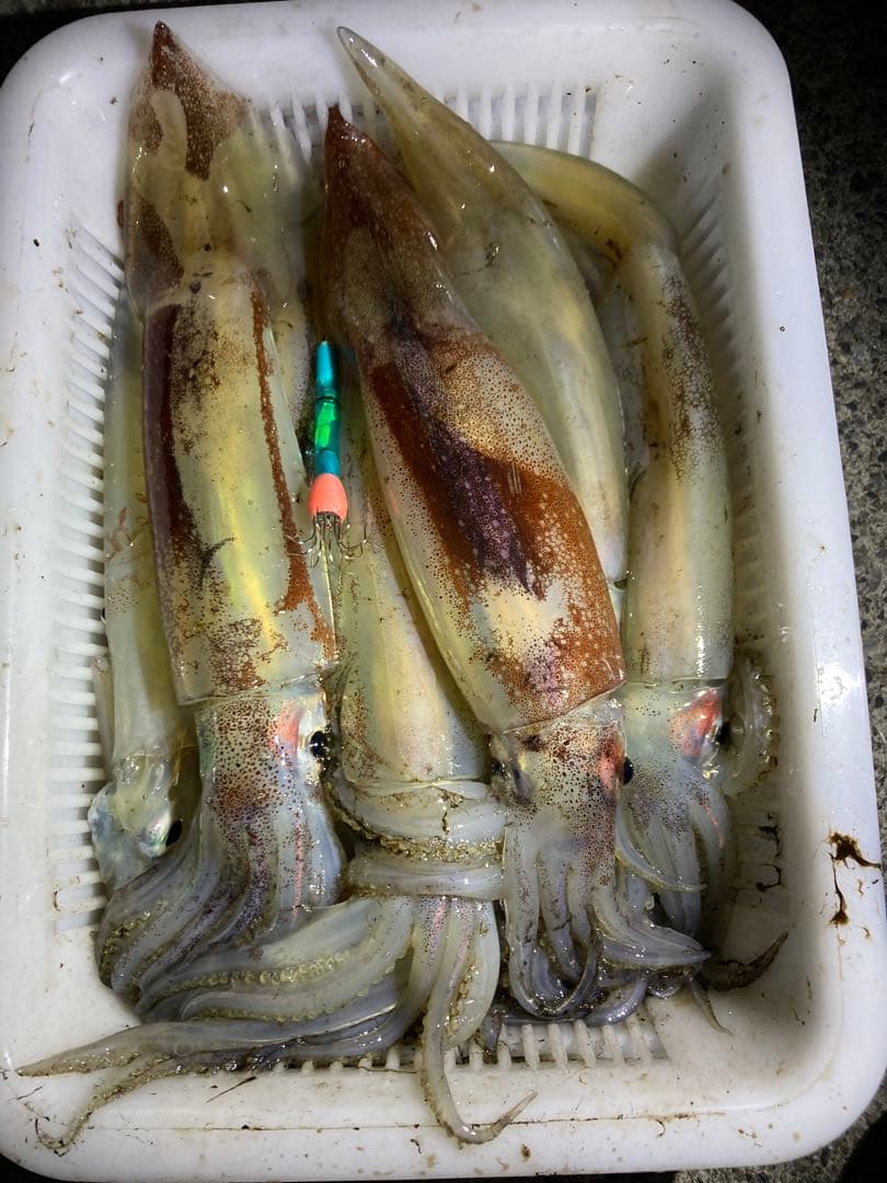 【ケミインフラワー】全色12本セット　イカ釣りフラワー　エギ