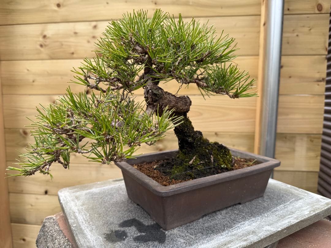 7*R様 【樹高24cm】黒松 盆栽