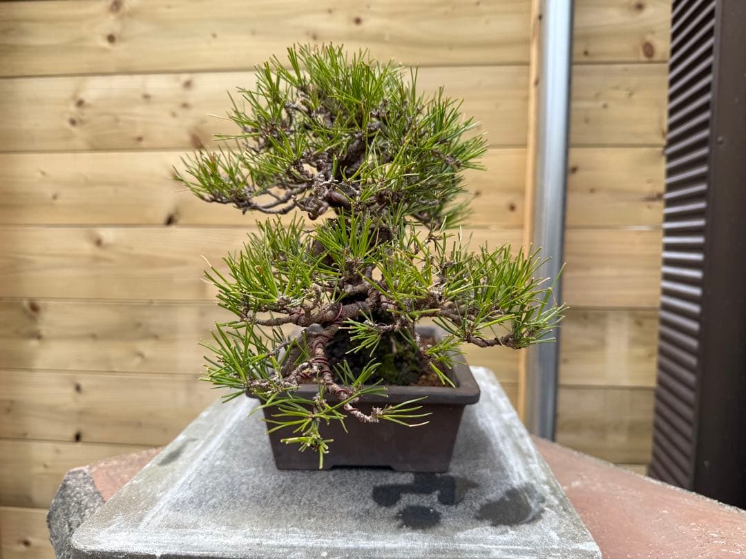 7*R様 【樹高24cm】黒松 盆栽