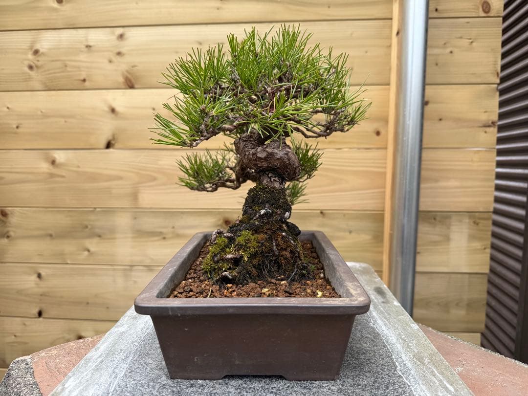 7*R様 【樹高24cm】黒松 盆栽