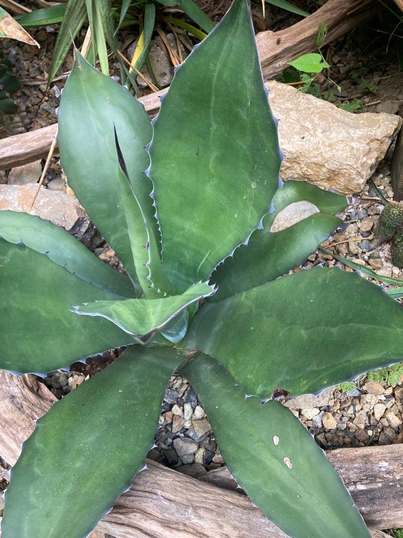 耐寒性アガベ サルミアナフェロックス大株◇ドライガーデン多肉サボテン南国ユッカ