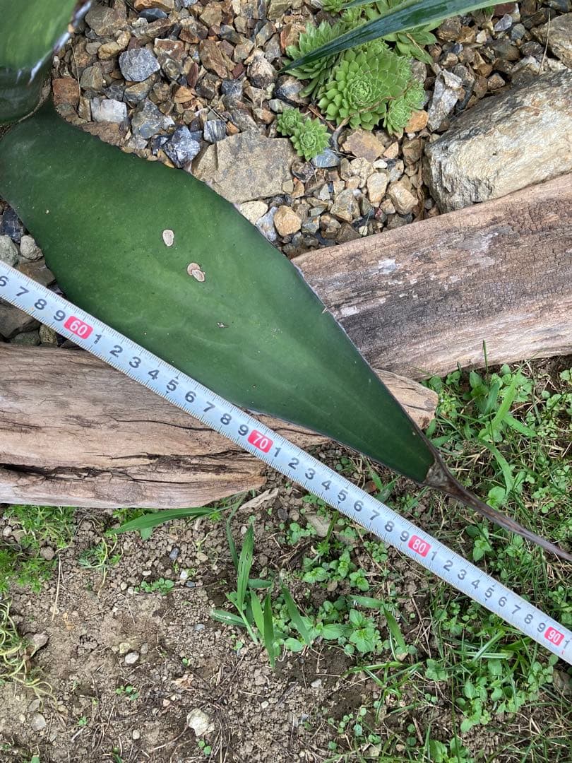 耐寒性アガベ サルミアナフェロックス大株◇ドライガーデン多肉サボテン南国ユッカ