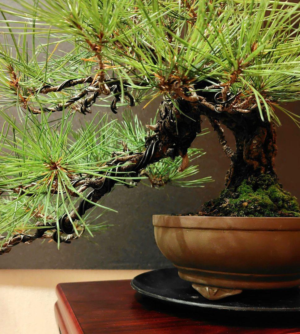 赤松盆栽！