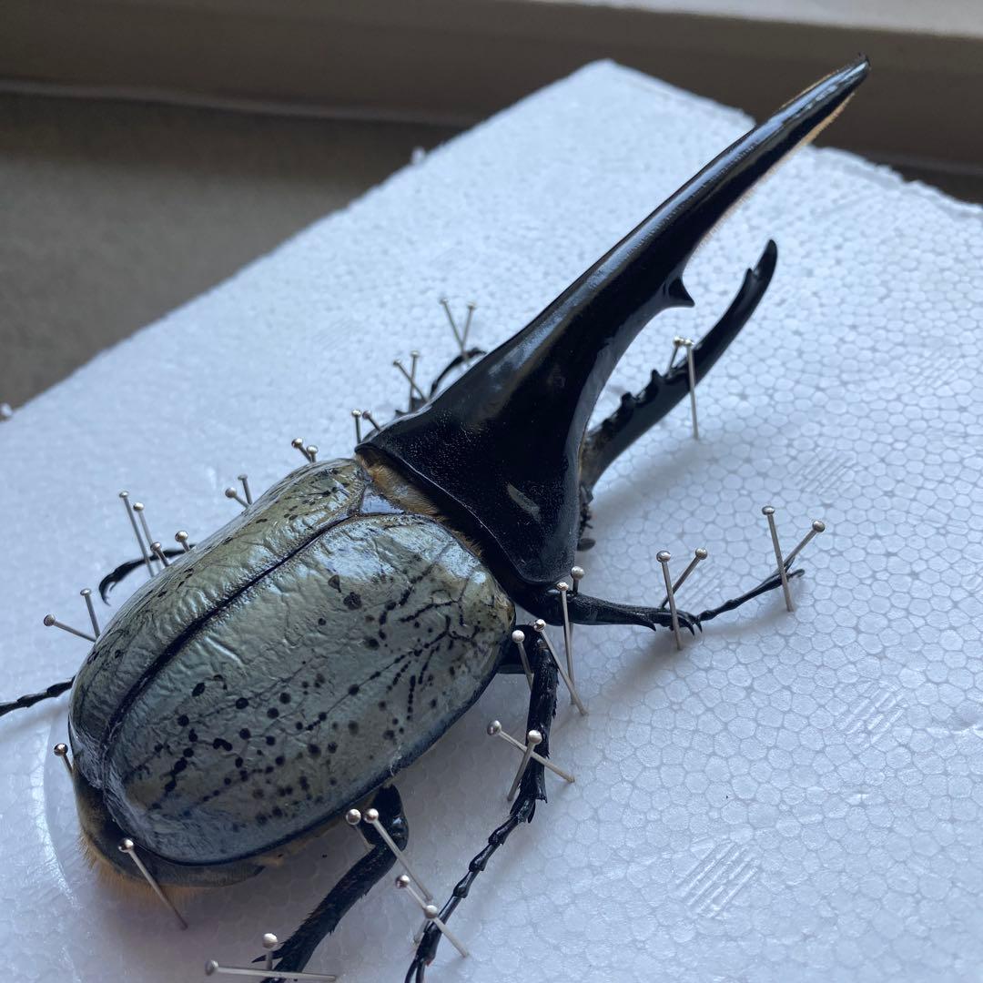 Mondoo　昆虫標本　ヘラクレスオオカブト　ヘラクレスヘラクレス