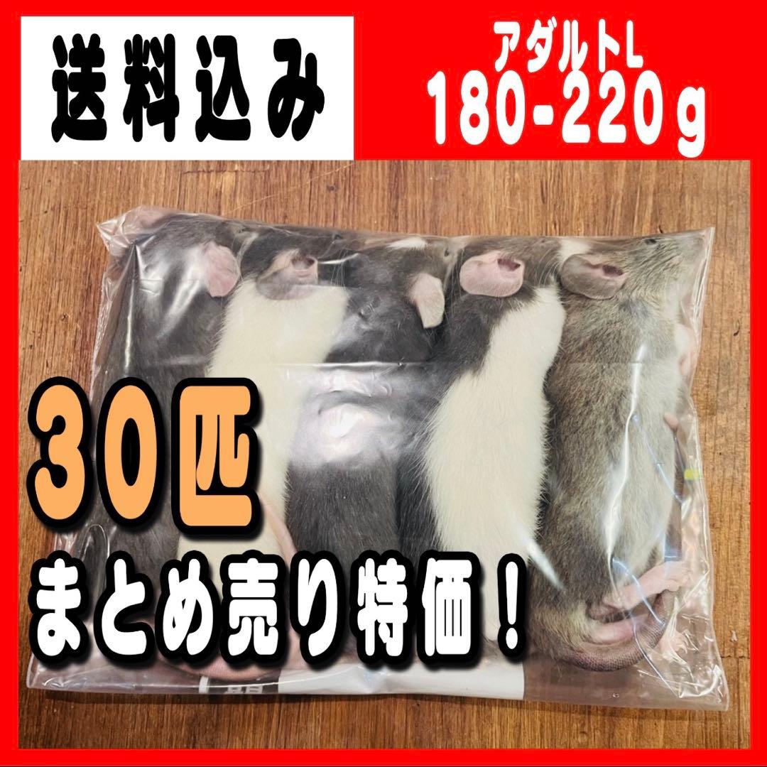冷凍ラット アダルトL (180~220g) 30匹 まとめ売り