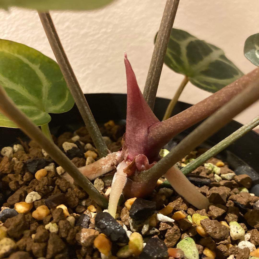 アンスリウム　ハイブリッド