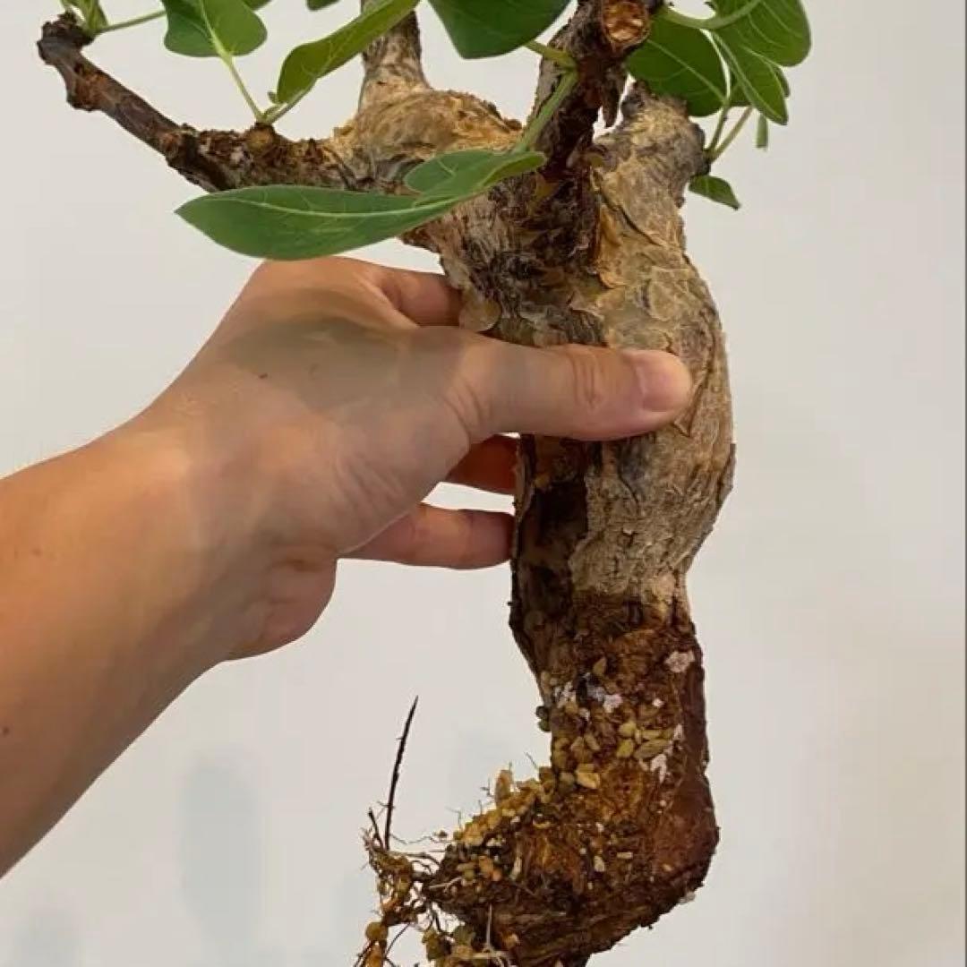 コミフォラ　グイドッティ　灌木　良型　発根済　現地球