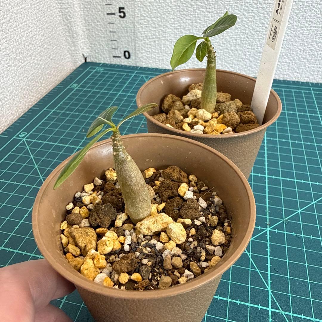 アデニウム ソコトラナム (EU輸入株) ミニ 2株