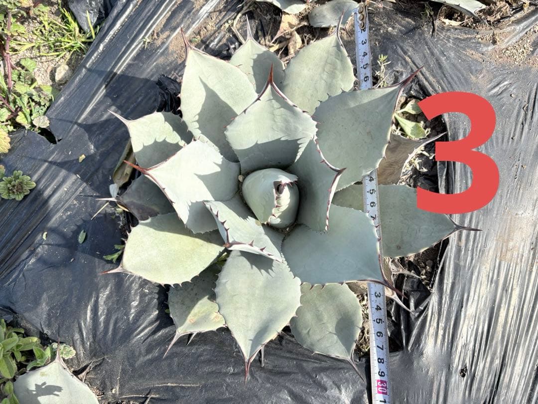 確認用　アガベ　吉祥天