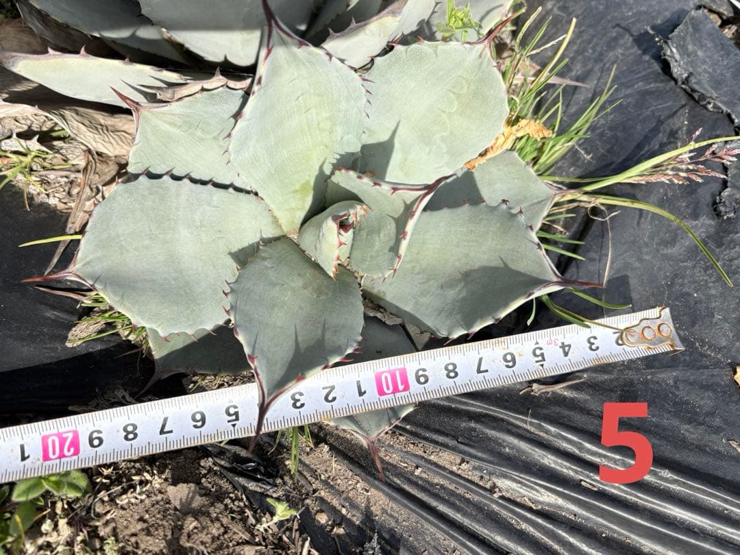 確認用　アガベ　吉祥天