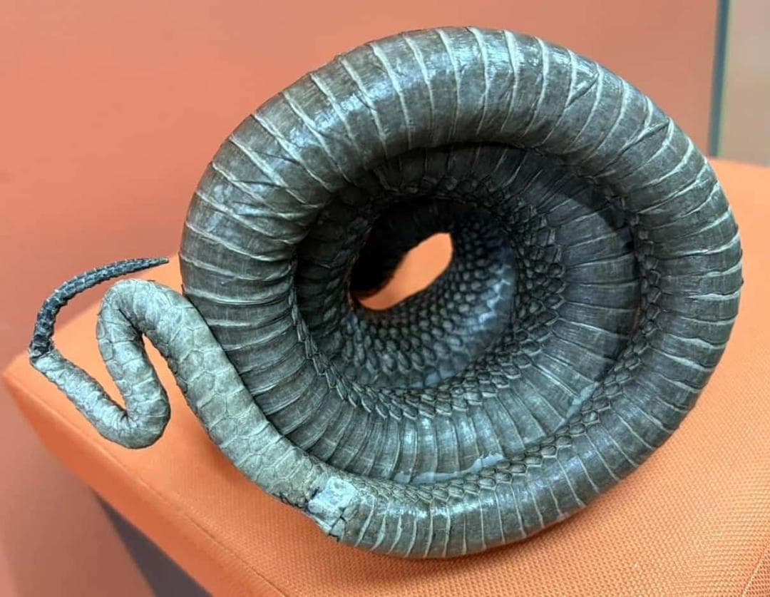 貴重！ ジャワコブラの剥製