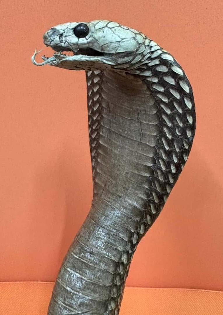 貴重！ ジャワコブラの剥製