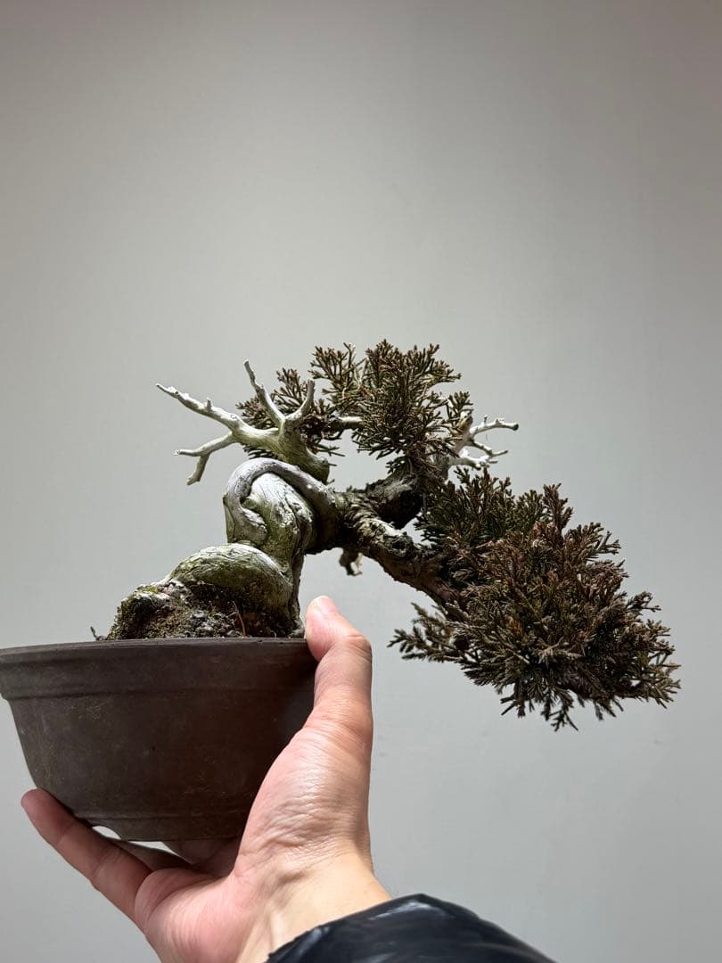 【ガチ盆栽】真柏　シャリ幹　天ジン