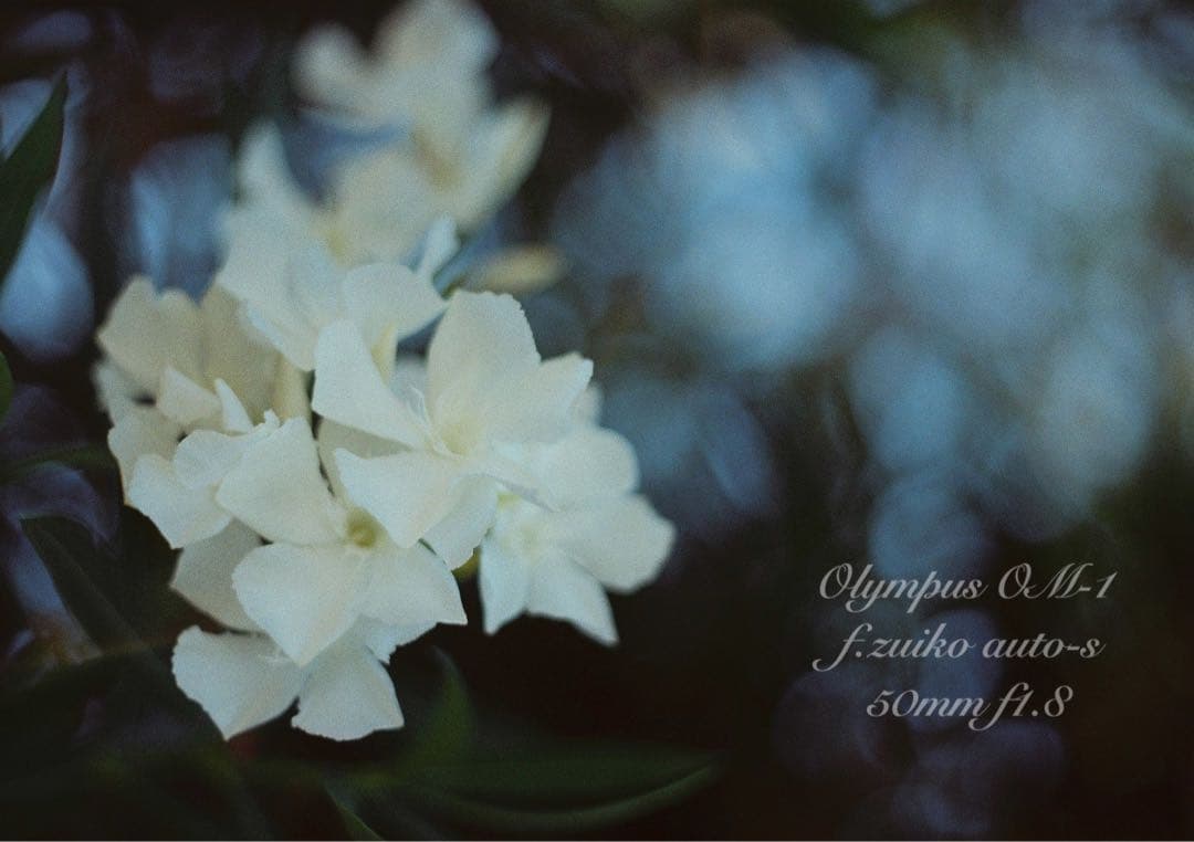 ★完動品＊美品＊初期保証★OM-1 &レンズf1.8★リザード本革外装★作例多数