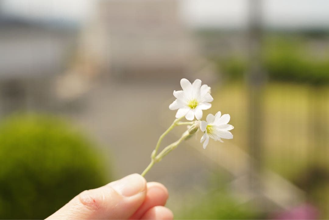 industar-61L/Z MC 50mm F2.8 星ボケレンズ　M42