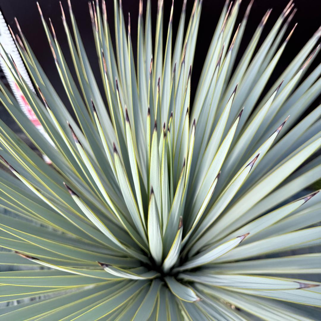 【AL1135】ユッカ　ロストラータ　超超美形　シルバーブルー個体　感動個体