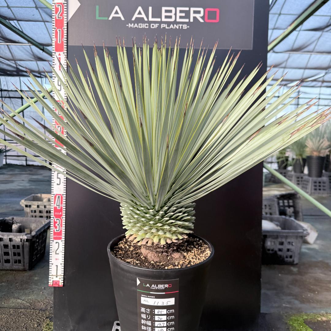 【AL1135】ユッカ　ロストラータ　超超美形　シルバーブルー個体　感動個体