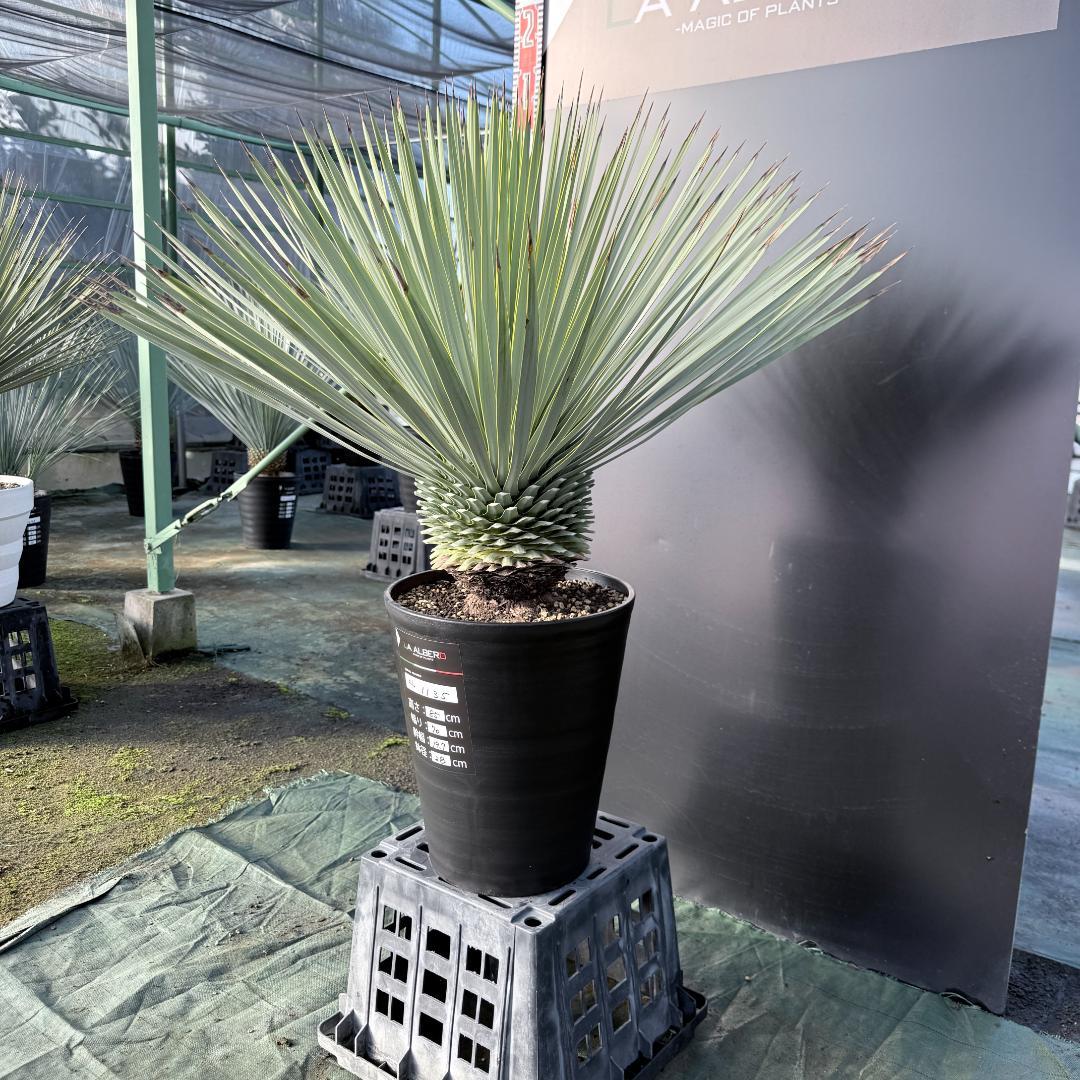 【AL1135】ユッカ　ロストラータ　超超美形　シルバーブルー個体　感動個体